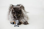Pearhead Halloween Halloween Cat Toys, Set of 2 - Image 5