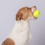 Best Pet Supplies Interactive Squeaky Dog Chew Toy, Ideal Dog Toys for Chewers, Small, Medium & Large Dogs, and Fetch Lovers - Tennis (Yellow), Medium (Pack of 4) - Image 7