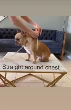 BULLHUG Adjustable Dog Harness– No Pull, No Choke – for English Bulldogs, French Bulldogs, Pugs & Broad-Chested Breeds – Easy, Safe Walks (Check, Medium)