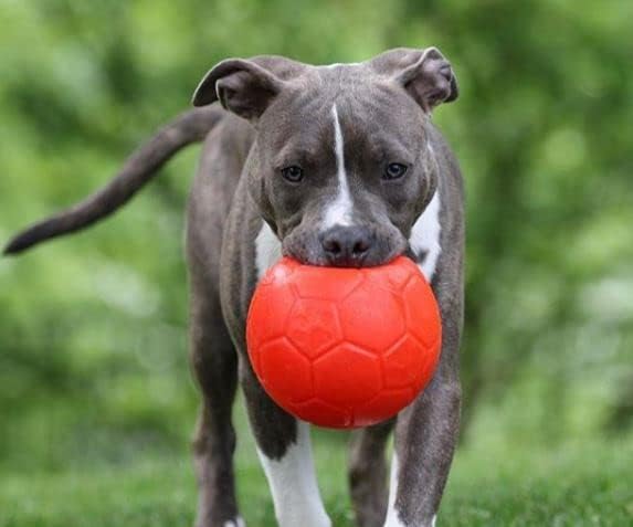 Jolly Pets Large Soccer Ball Floating-Bouncing Dog Toy, 8 inch Diameter, Orange | Large 8 inch durable dog soccer ball for dogs 60 to 90 lbs, won't deflate when punctured, floats for water play, made in USA