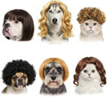 6 Pack Funny Cat and Dog Wig, for Pet Halloween Costumes by Unknown