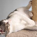 Cat Scratching Post with Carpeted Base - 27.75-Inch Sisal Burlap Fabric Scratcher - Furniture Scratching Deterrent for Indoor Cats by PETMAKER (Beige) - Image 5