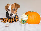 Nestpark Parody Star Pups Coffee Dog Toy Pup'kin Spice Latte - Funny Plush Squeaky Crinkle Dog Toys for Medium, Small and Large for Dog Birthday - Image 5