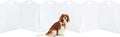 Extra-Wide Clear Acrylic Freestanding Dog Gates for the House – Folding 6-Panel Pet Gates for Doorways, Stairs, and Open Spaces, Transparent Indoor Barrier for Dogs, Puppies & Cats