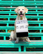 Mutt Mitt® 2-Ply Dog Waste Station Header Bags, 100 Count | Same Mutt Mitt® bags found in dog waste stations, 2-ply mitten design, 300% thicker than mini roll bags