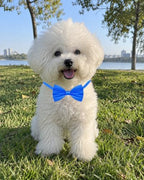 PET SHOW 30 Pack Small Dog Bowties Bulk Solid Colors - Image 6