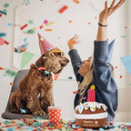 lilfrd Dog Birthday Toy, Squeaky Plush Birthday Cake Puppy Gift - Image 5
