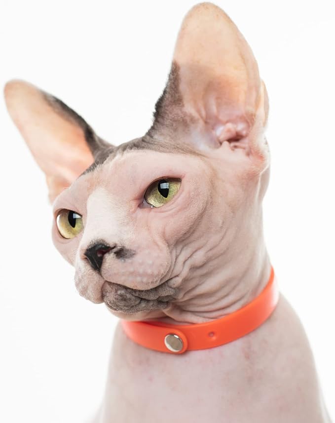 5 Pack Breakaway Cat Collar - Soft, Comfortable, and Lightweight Safety Buckle Collar with ID Tag Ring for Outdoor Cats and Kittens by Nuvuq (6 ⅞" to 10 ¼", Red, Orange, Pink, Blue and Black)