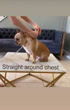 BULLHUG Adjustable Dog Harness– No Pull, No Choke – for English Bulldogs, French Bulldogs, Pugs & Broad-Chested Breeds – Easy, Safe Walks (Bumble BEE, Large)