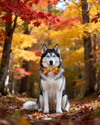 PET SHOW 30 Pack Fall Dog Bowties Bulk for Large Dogs - Image 6