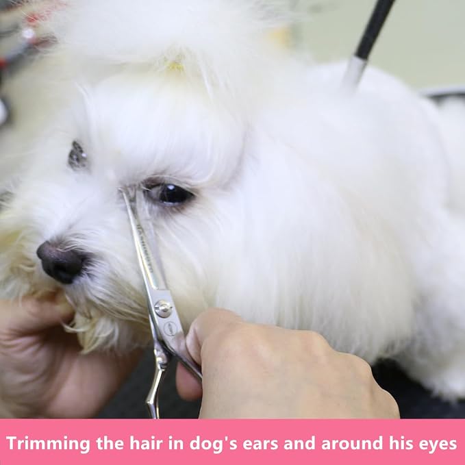 HASHIMOTO Small Dog Grooming Scissors with Rounded Tips, 5.0 inch. | Straight Blade with Micro-Serrated, Designed for Trimming around the Eyes, Ears, Nose and Paws.