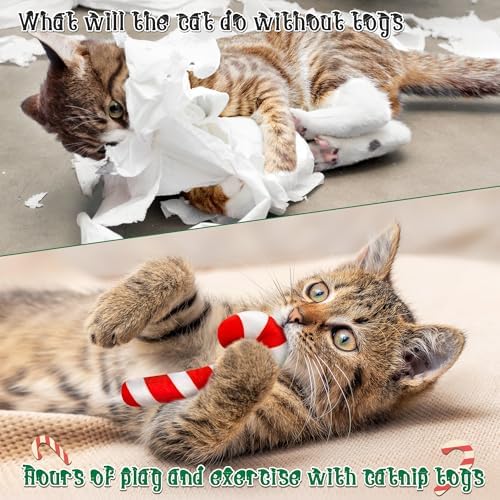 MALLMALL6 6Pcs Christmas Candy Cane Catnip Toys Gift for Indoor Chew Bite Kick Catmint Pet Supplies, Cute Interactive Toy for Cat Lover Xmas Presents (Tricolor) - Image 5