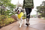 Goldpaw Rainpaw Waterproof Dog Raincoat - Durable Dog Rain Jacket for Small Dogs - Easy to Wear, Adjustable, Premium Pet Outerwear - Made in The USA - Machine Washable - Black Bean - Size 10