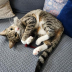 GoCat Da Fur Thing Cat Toy, Rabbit Fur and Feather Toy Stuffed with Catnip - Image 2