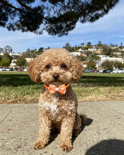 PET SHOW 50 Pack Paw Small Dog Collar Bow Ties Bulk Puppy Cats Adjustable Bowties for Medium Dogs Bowknots Holiday Party Ties Pet Grooming Accessories Assorted Randomly - Image 7