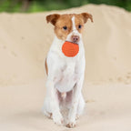 Best Pet Supplies Interactive Squeaky Dog Chew Toy, Ideal Dog Toys for Chewers, Small, Medium & Large Dogs, and Fetch Lovers - Spiky Ball (Blue, Orange), Large 3.5"