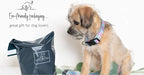 Lucky Love Dog - Adjustable Dog Collar with Easy Click Buckle for Small Ones, Durable, & Comfortable for Male & Female Dogs, Pet Collar for Puppies & Adult Dogs - Clara, XS