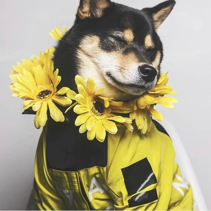 Dog Raincoat Rain Jacket,Slicker Poncho Adjustable Waterproof Dog Raincoat with Leash Hole/Reflective Words Hooded Snowproof Windproof Clothes for Small to 2X-Large Dogs (Yellow, XX-Large)