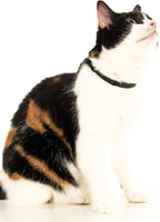 3 Pack Breakaway Cat Collar - Soft, Comfortable, and Lightweight Safety Buckle Collar with Name Tag Ring for Outdoor Cats and Sensitive Skin Kittens by Nuvuq (6 ⅞" to 10 ¼") (Black, Orange and Green)