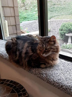 Purrched Cat Window Perch (29 Inch)