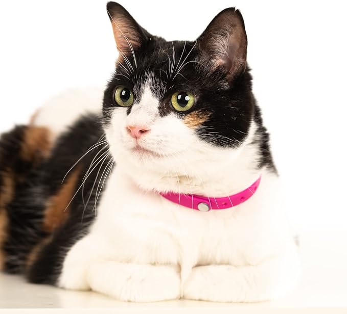 5 Pack Breakaway Cat Collar - Soft, Comfortable, and Lightweight Safety Buckle Collar with ID Tag Ring for Outdoor Cats and Kittens by Nuvuq (6 ⅞" to 10 ¼", Red, Orange, Pink, Blue and Black)
