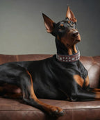 Genuine Leather Dog Collar 2.2 in Wide for Large Dogs Heavy Duty, BN-SL-S | Handcrafted,Stainless Steel Buckle and Alloy Studded,Soft Padded,Fashionable Daily Wear for Large Giant Breed,16.5-20.5 in