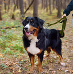 Twoear 6FT 1IN Heavy Duty Dog Leash for Large Dogs with 2 Padded Handles | Traffic Handle Extra Control, Auto Lock Hook, Strong Reflective Walking Leash for Night Safety, Medium and Large Breeds,Green