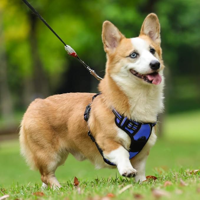 rabbitgoo Dog Harness, No Pull for Small Dogs with 2 Leash Clips, Pet Vest | No Choke with Handle, Adjustable Soft Padded, Reflective, Easy Control for Walking, Dazzling Blue, Small