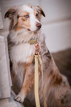 Soft Leather Dog Collar and Leash (6.6') Set - Stylish Rose Gold Heavy Duty Metal Buckle, 4 Adjustable Lengths Leash for Small Medium Large Dogs - Comfortable & Easy to Clean Beige M(13.8"-19.7")