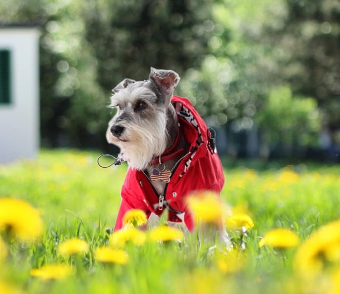 Morezi Dog Zip Up Raincoat with Reflective Buttons, Rain/Water Resistant, Adjustable Drawstring, Removable Hood, Raincoats with Legs 8lbs to 80lbs Available - Pink - M