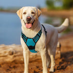 rabbitgoo Dog Harness, No Pull for Large Dogs with 2 Leash Clips, Pet Vest | No Choke, Adjustable, Breathable Padded, 2 Lead Rings, Reflective, Easy Control for Walking Training, XL, Teal