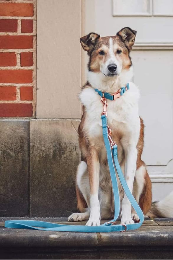 Soft Leather Dog Collar and Leash (6.6') Set - Stylish Rose Gold Heavy Duty Metal Buckle, 4 Adjustable Lengths Leash for Small Medium Large Dogs - Comfortable & Easy to Clean Light Blue XS(8"-12")