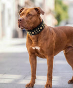 Genuine Leather Dog Collar 2.2 in Wide for Large Dogs Heavy Duty, BK-GD-L | Handcrafted,Stainless Steel Buckle and Alloy Studded,Soft Padded,Fashionable Daily Wear for Large Giant Breed,22.5-26.5 in
