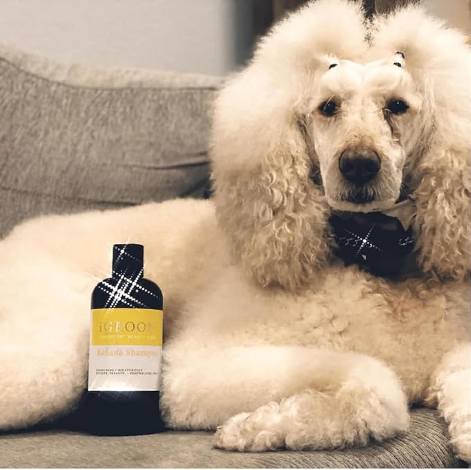 iGroom Banana Dog Shampoo, Luxury Pet Beauty Care, Nutrient-Rich Banana Extract, Nourish & Moisturize, Made in USA, 16 oz