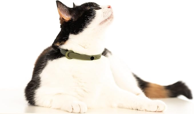 Breakaway Cat Collar - Soft, Comfortable, and Lightweight Safety Buckle Collar with Name Tag Ring for Outdoor Cats and Sensitive Skin Kittens by Nuvuq (6 ⅞" to 10 ¼", Green)