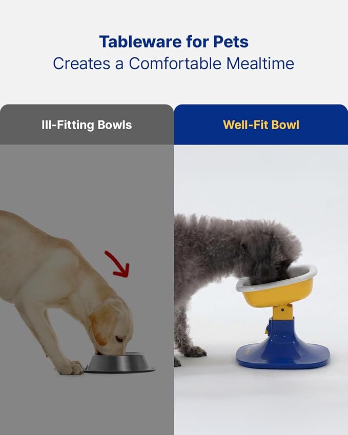 Well Fit Dog Bowl – Durable Ceramic Cat & Dog Food and Water Bowl, Stable & Non-Slip Silicone Base, Easy to Clean, 6.2 × 6.2 × 2.0 in, Green | Non-Slip Silicone Base, Easy to Clean, 6.2 × 6.2 × 2.0 in, Green