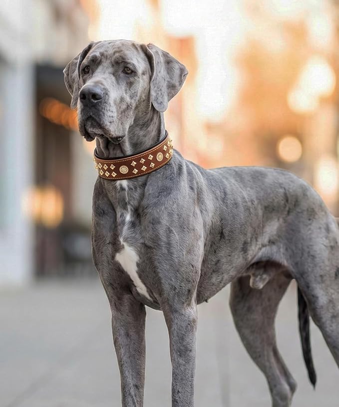 Genuine Leather Dog Collar 2.2 in Wide for Large Dogs Heavy Duty, BN-GD-S | Handcrafted,Stainless Steel Buckle and Alloy Studded,Soft Padded,Fashionable Daily Wear for Large Giant Breed,16.5-20.5 in