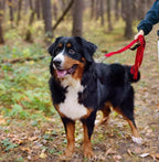 Twoear 6FT 1IN Heavy Duty Dog Leash for Large Dogs with 2 Padded Handles | Traffic Handle Extra Control, Auto Lock Hook, Strong Reflective Walking Leash for Night Safety, Medium and Large Breeds,Red