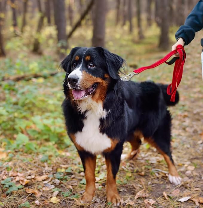 TwoEar 6FT 1IN Strong Red Dog Leash with 2 Padded Handles, Traffic Handle Extra Control, Comfortable Soft Dual Handle, Auto Lock Hook, Reflective Walking Lead for Small Medium and Large Dogs