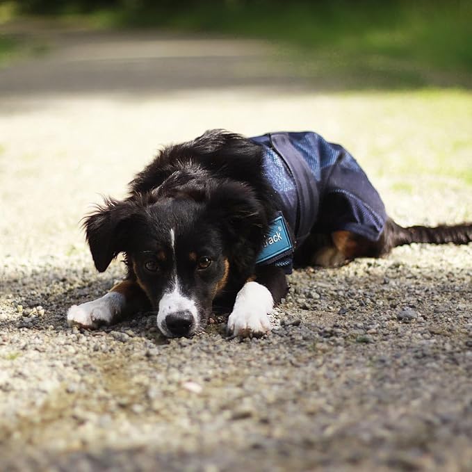 Back on Track Cool on Track Cooling Dog Coat (M1, 50cm / 17-19.5")