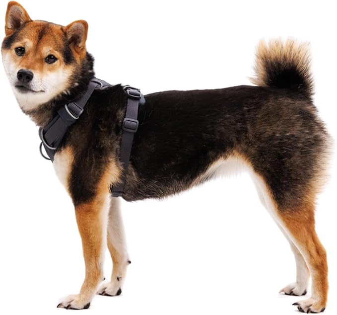 Ruffwear, Front Range Dog Harness, Reflective Soft Padded Everyday Harness with Dual Leash Clips, Adjustable and Lightweight Fit for Training or Walking for All Dogs, Blaze Orange, Medium