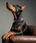 Genuine Leather Dog Collar 2.2 in Wide for Large Dogs Heavy Duty, BN-SL-S | Handcrafted,Stainless Steel Buckle and Alloy Studded,Soft Padded,Fashionable Daily Wear for Large Giant Breed,16.5-20.5 in