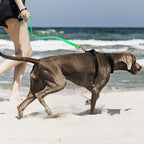 Viper Biothane K9 Working Dog Leash Waterproof Lead for Tracking Training Schutzhund Odor-Proof Long Line with Solid Brass Snap for Puppy Medium and Large Dogs 20in, Tropical Green