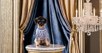 Dog Sweater for Small Dogs, Designer Dog Clothes, Luxury Furdi, Soft Knit | Designer dog clothes for small dogs with soft knit comfort, luxury styling and easy pullover fit for Yorkies in cold weather.