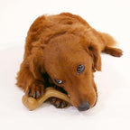 Nylabone Strong Chew Gourmet Style Wishbone Dog Chew Toy, Chicken Flavor | Small breeds, durable chew toys, long lasting, easy-hold shape, helps clean teeth, for dogs up to 25 lbs