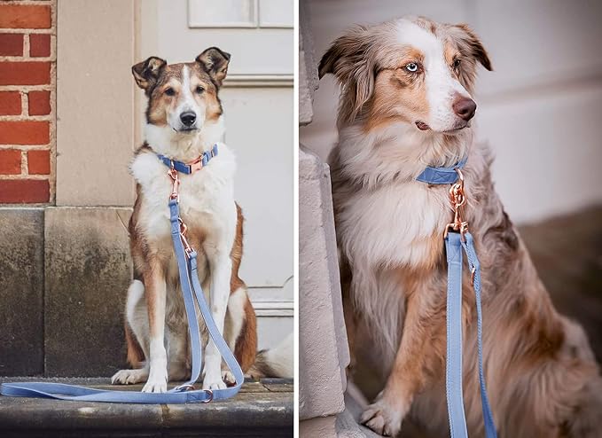 Soft Leather Dog Collar and Leash (6.6') Set - Stylish Rose Gold Heavy Duty Metal Buckle, 4 Adjustable Lengths Leash for Small Medium Large Dogs - Comfortable & Easy to Clean BluePurple M(13.8"-19.7")