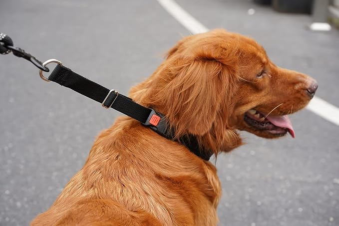 Mayerzon Martingale Dog Collar No Pull, Black, XL | Neck Cir 22"-27.5" | Patented Anti Pull Collar for Small Medium Large Dogs, Buckle, For Walking Training, Adjustable, Hidden Design, 2.5mm Links