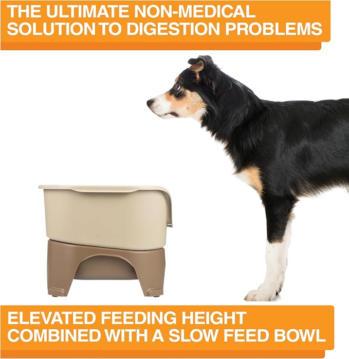 Neater Feeder - Express Model w/Slow Feed Bowl - Mess-Proof Dog Bowls (M/L, Cappuccino) Made in USA –Elevated, No Spill, Non-Tip, Non-Slip, Raised Stainless Steel Food/Water Pet Bowls Aid Digestion