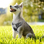 rabbitgoo Dog Harness, No Pull for Small Dogs with 2 Leash Clips, Pet Vest | No Choke with Handle, Adjustable Soft Padded, Reflective, Easy Control for Walking, Gray, Small