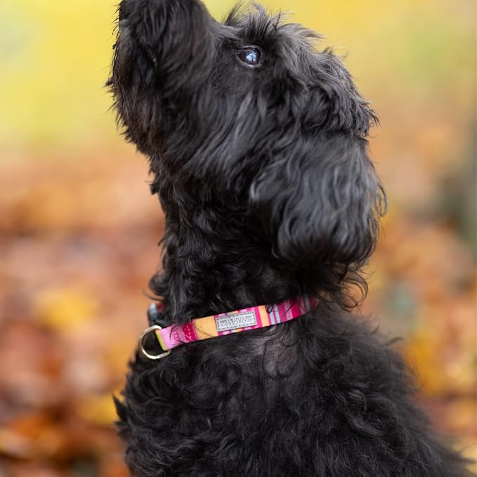 Lucky Love Cute Dog Collar for Girl Dogs - Colorful Stripes, Yellow, Pink, Blue - Large, Molly Collar